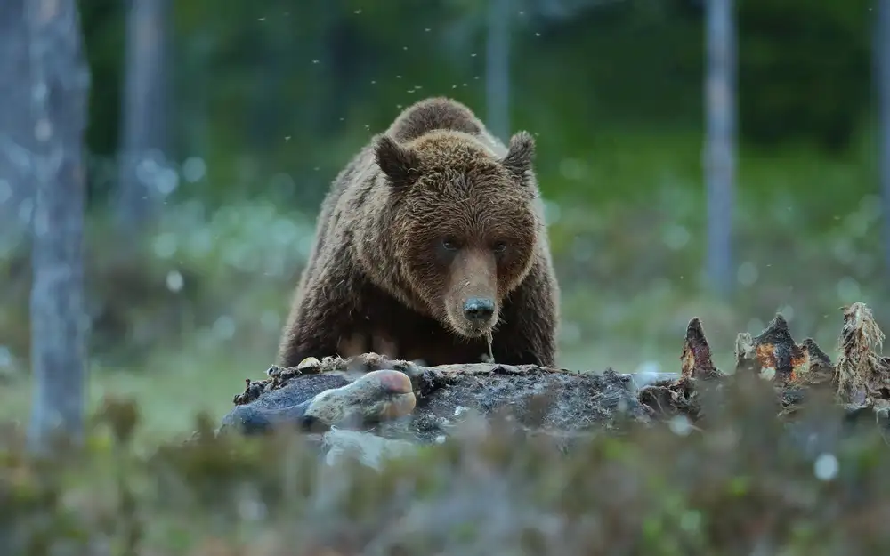 Gavra, Assaf: Brown Bear