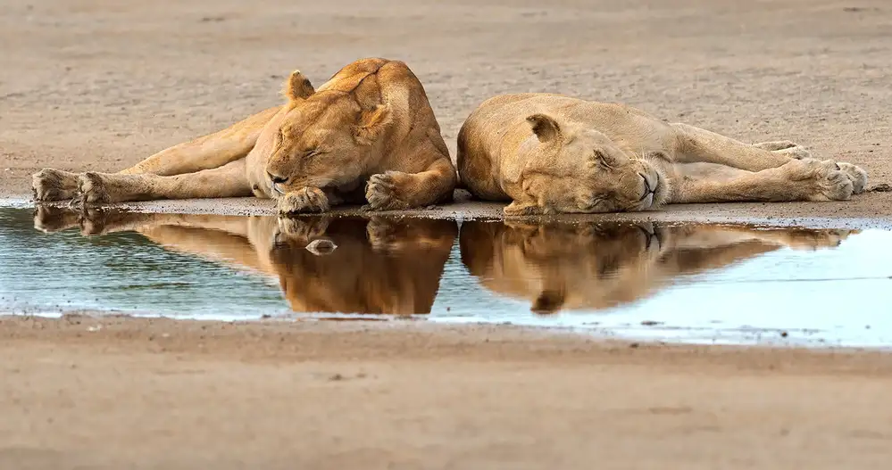 Pozzi, Marco: sleeping time in the bush
