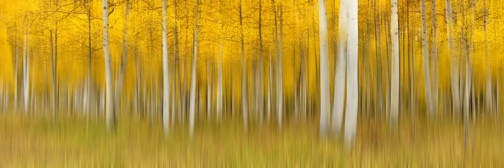 Xu, Mei: Autumn Dream