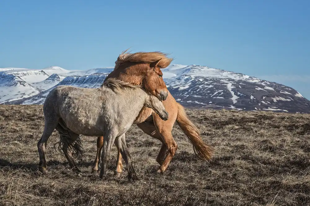 Ingibergsson, Bragi: Cavallo in giro