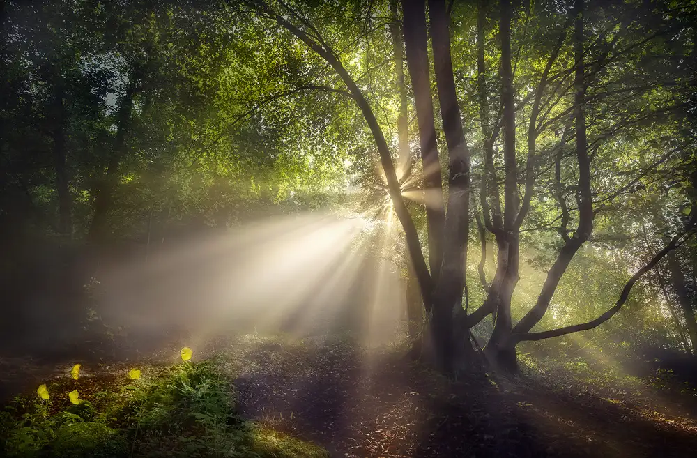 Osuna, Fran: The morning light