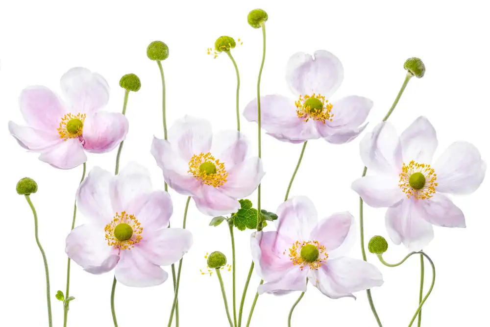 Disher, Mandy: Japanese Anemones