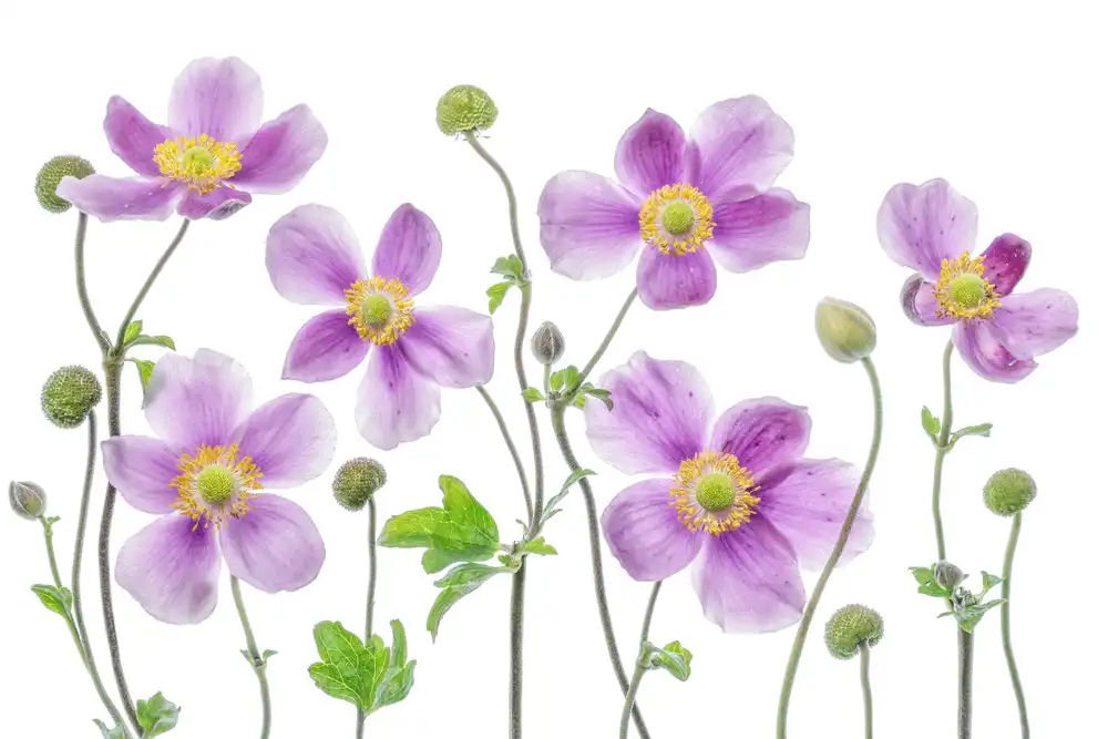 Disher, Mandy: Anemone Japonica