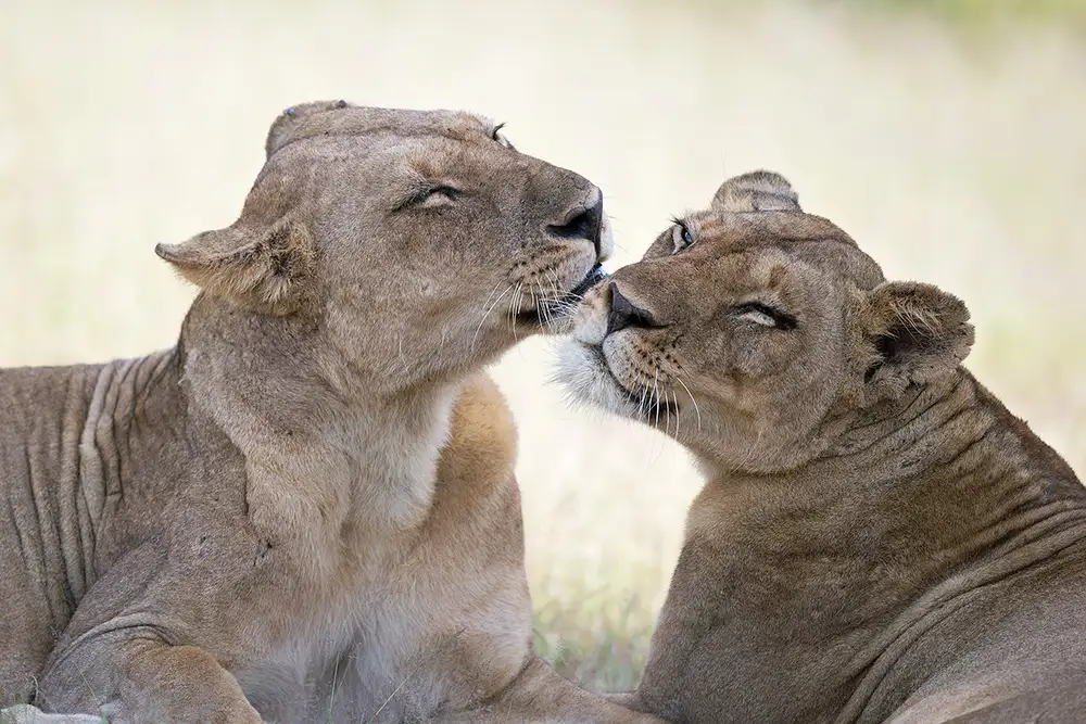 Pozzi, Marco: Wild tenderness