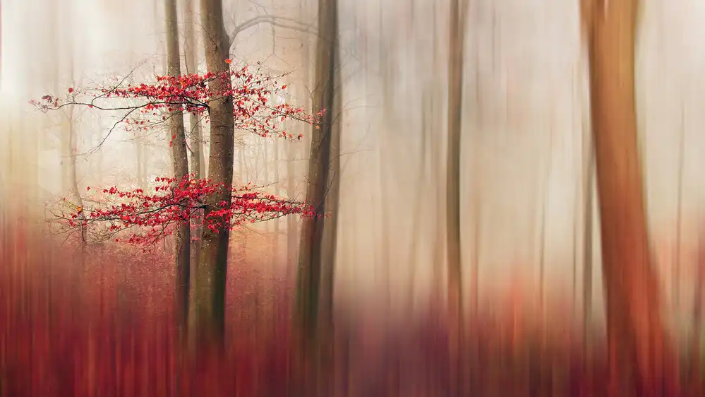 Løndal, Leif: Red Leaves.