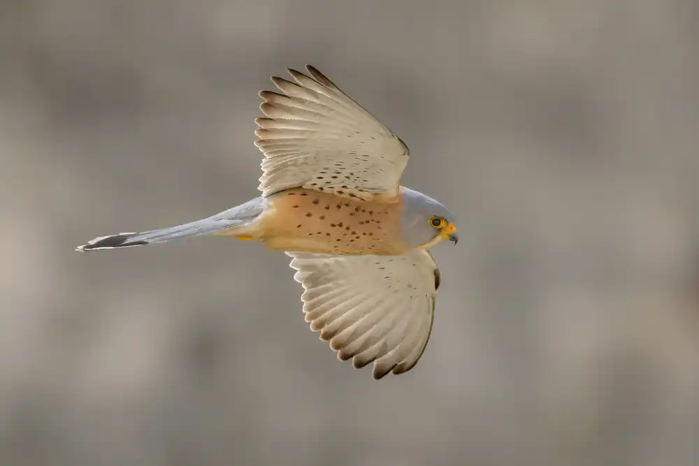 Tamajo, Massimo: Falco di Naumanni
