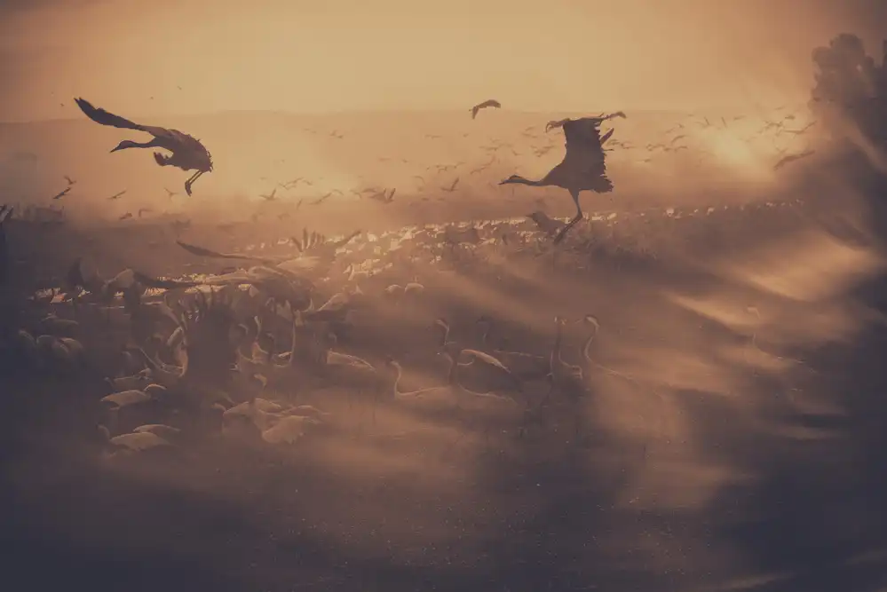 Or, Keren: Rush