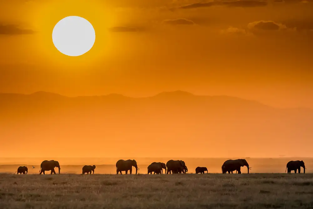 Sink, C. Jeffrey: Alba sull'Amboseli