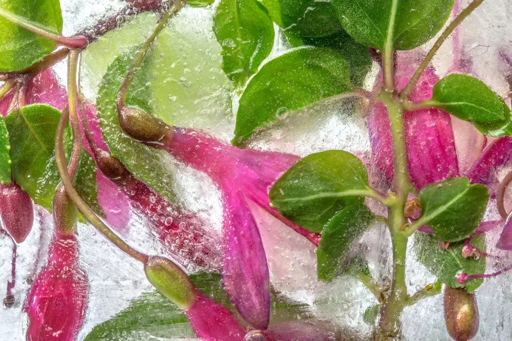 Disher, Mandy: Fuchsia freeze