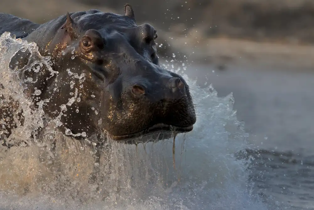 Chang, Phillip: The Hippo
