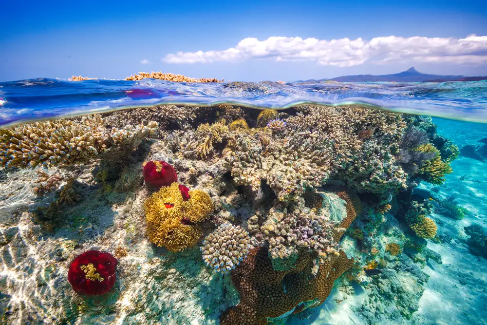 Gabriel, Barathieu: Mayotte : The Reef