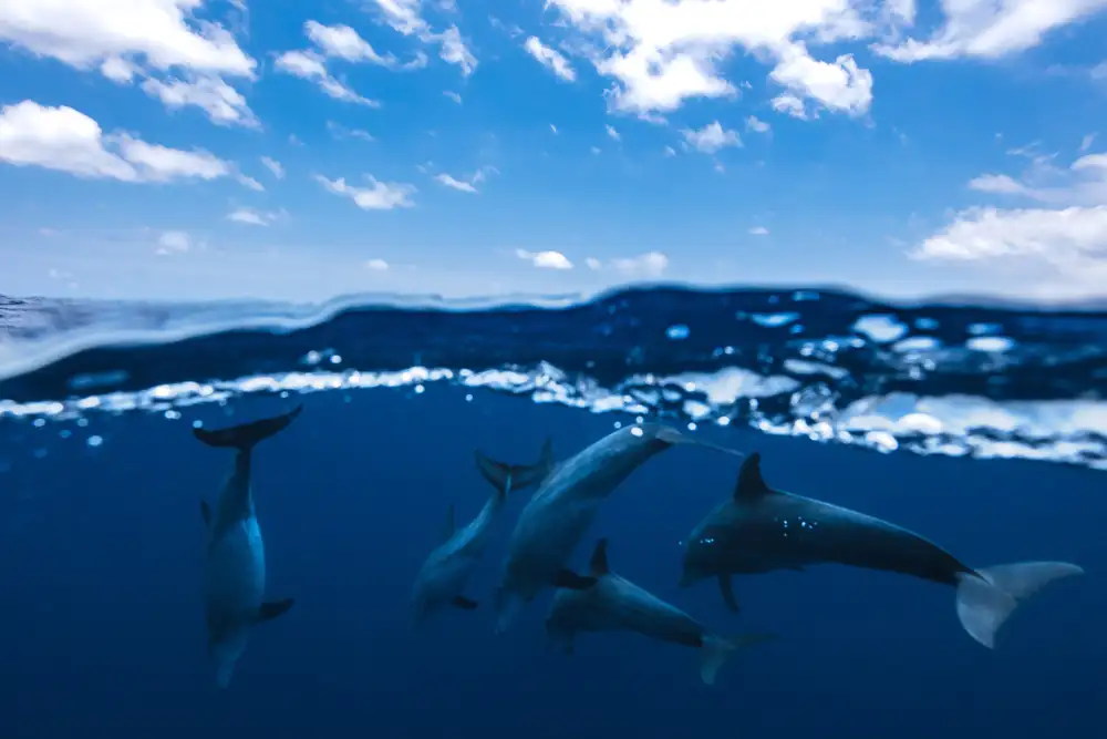 Gabriel, Barathieu: Entre air et eau avec les dauphins
