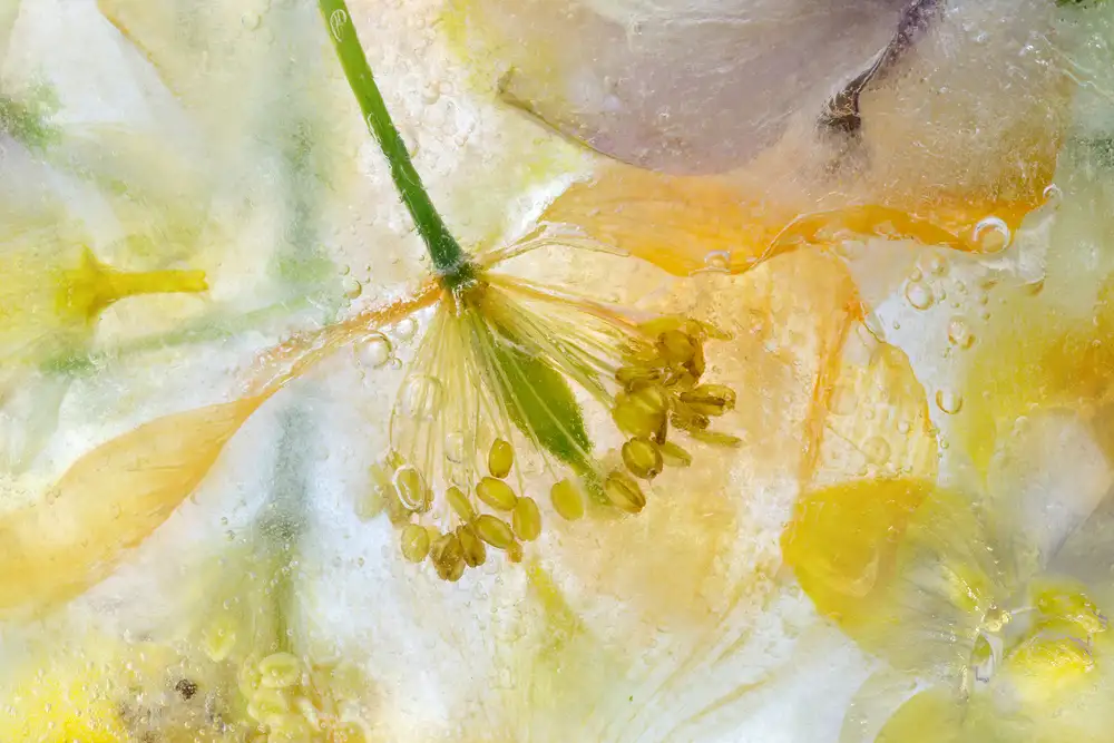 Disher, Mandy: Papaver Ice