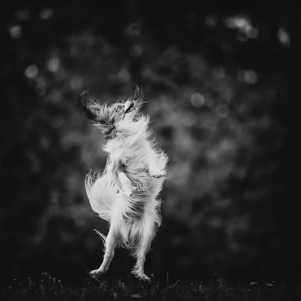 Gerec, Pali: ...joyfulness...