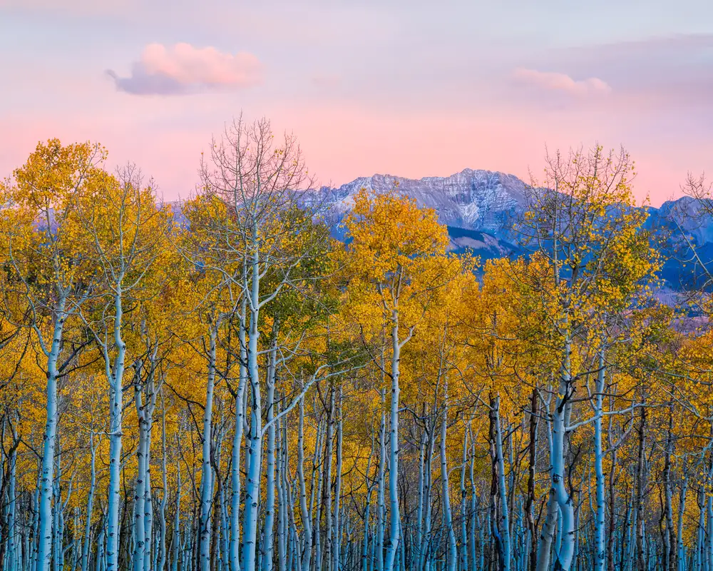 Fan, John: Autumn Delight