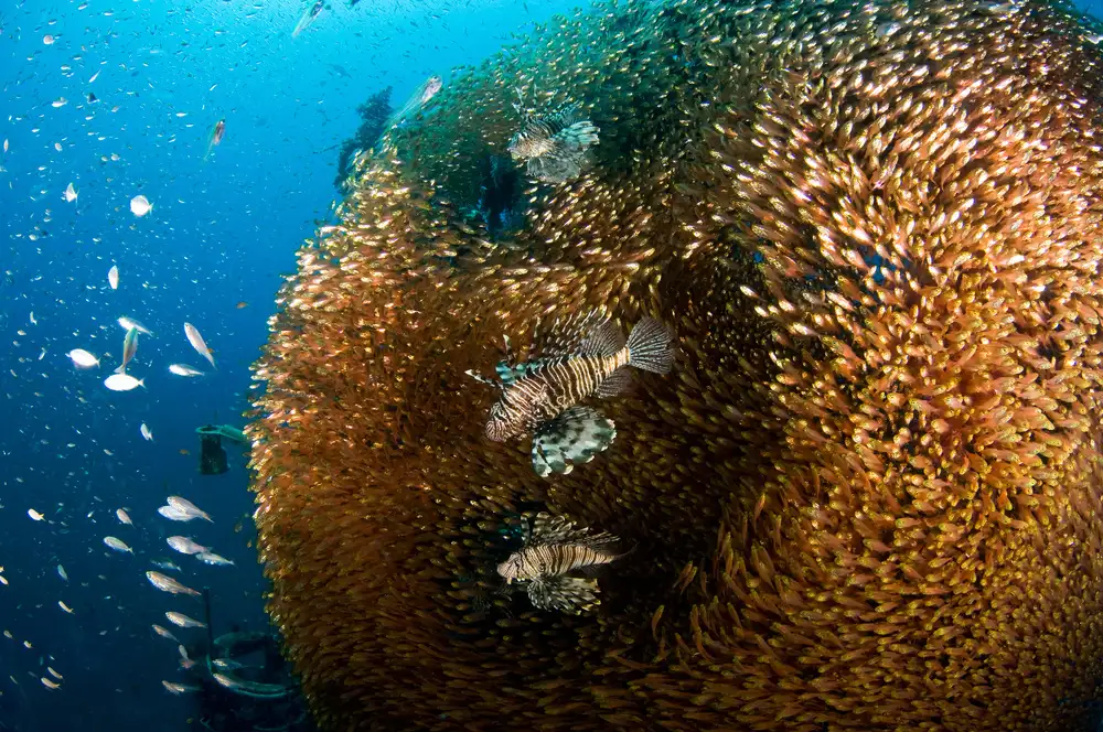 Tov, Ben Ilan: Glass and Lion Fish