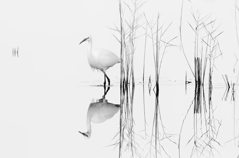 Zhecho, Planinski: white