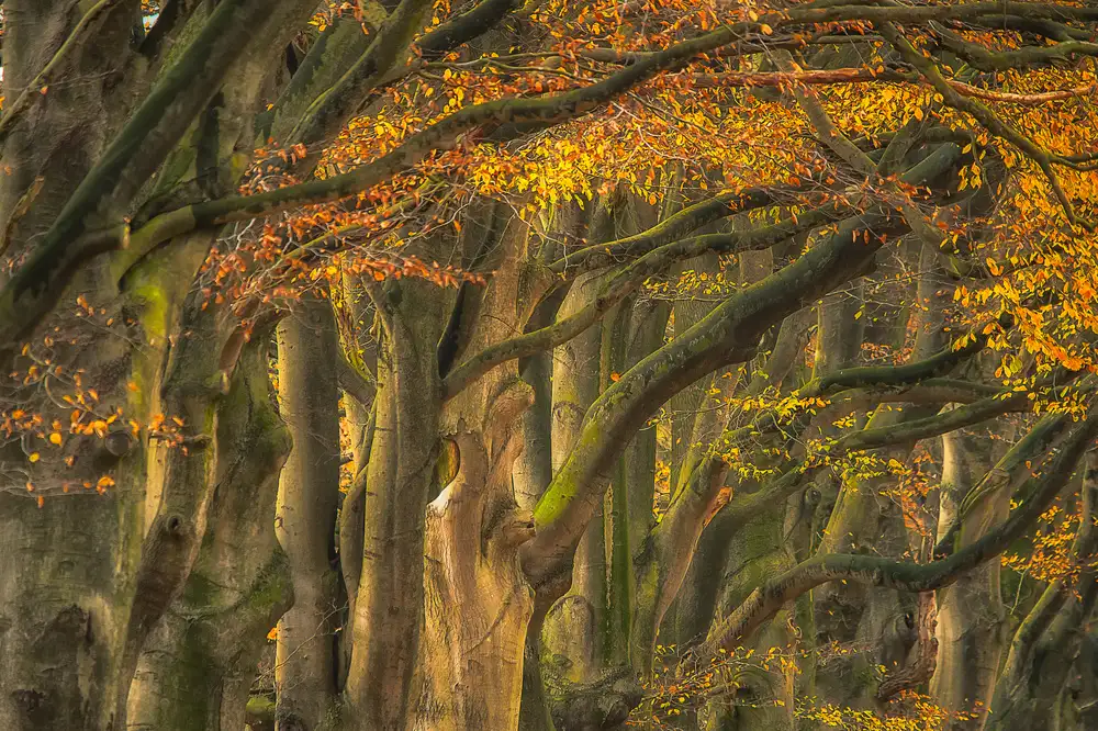 Haaksma, Piet: approva l'autunno....