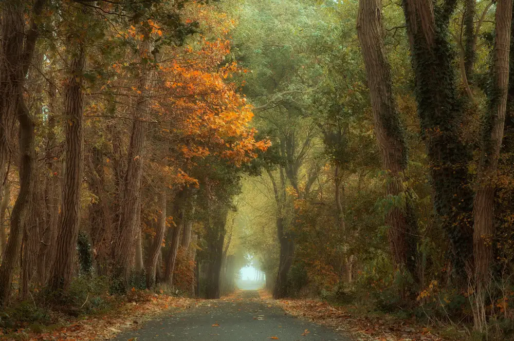 Dongen, van Anton: Country road