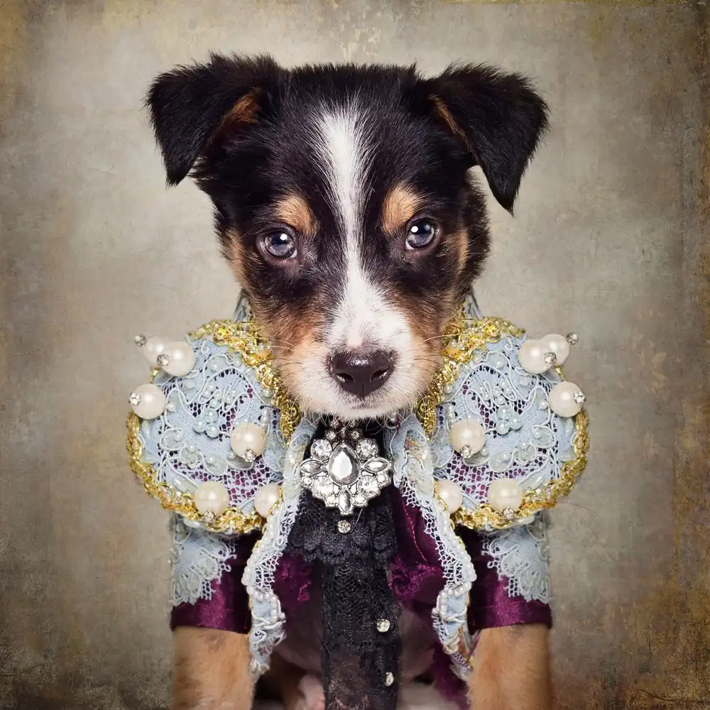 Swarek, Tammy: Shelter Pets Project - Loki