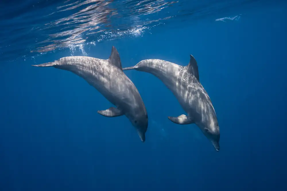 Gabriel, Barathieu: Deux grands dauphins