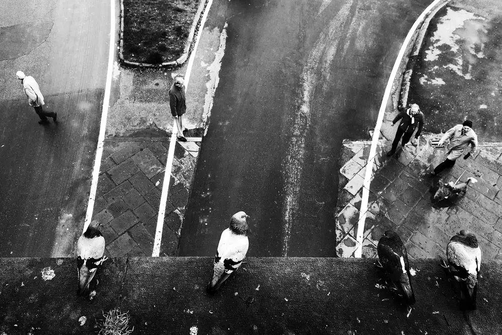 Maffei, Franco: four pigeons, four men and a dog