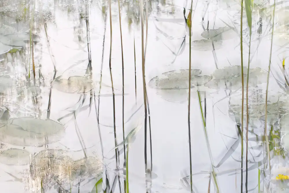Talen, Nel: Lily leaves