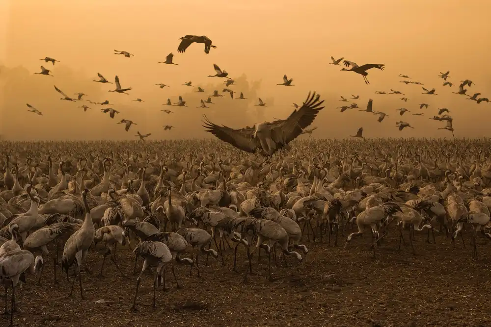 Rublina, Natalia: Lord of the Cranes...
