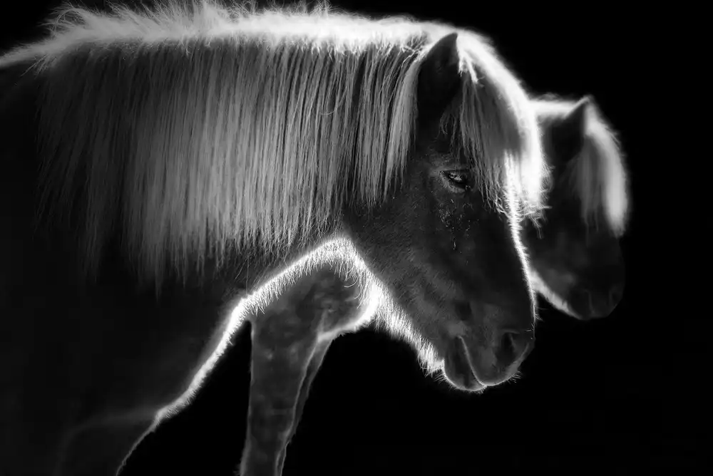 Keller, Nic: Two beautiful horses