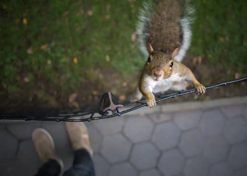 Stewart, Allen James: Got Nuts?