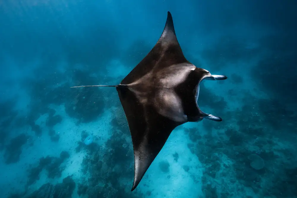 Gabriel, Barathieu: Manta vole !!!