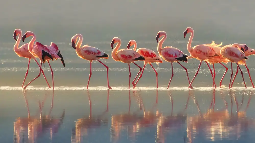 Chang, Phillip: Flamingo
