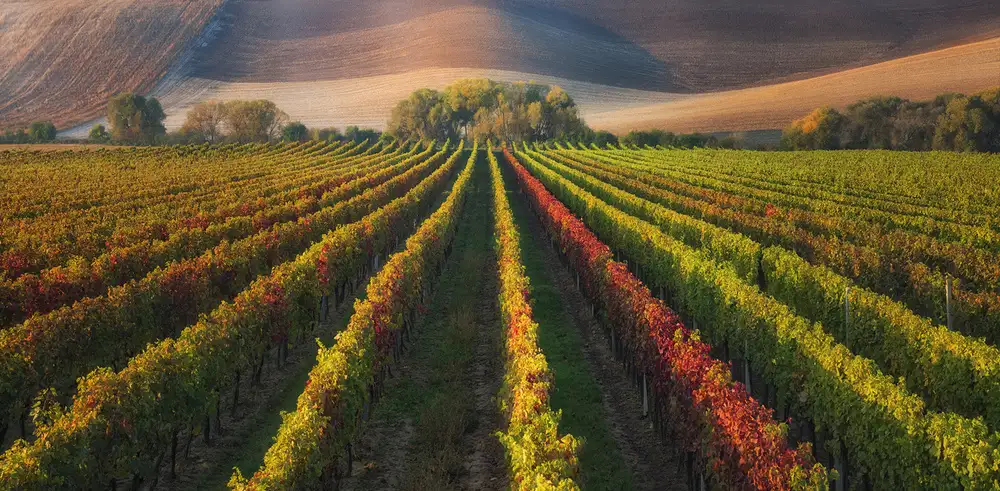Komovec, Ales: vineyard in Autumn