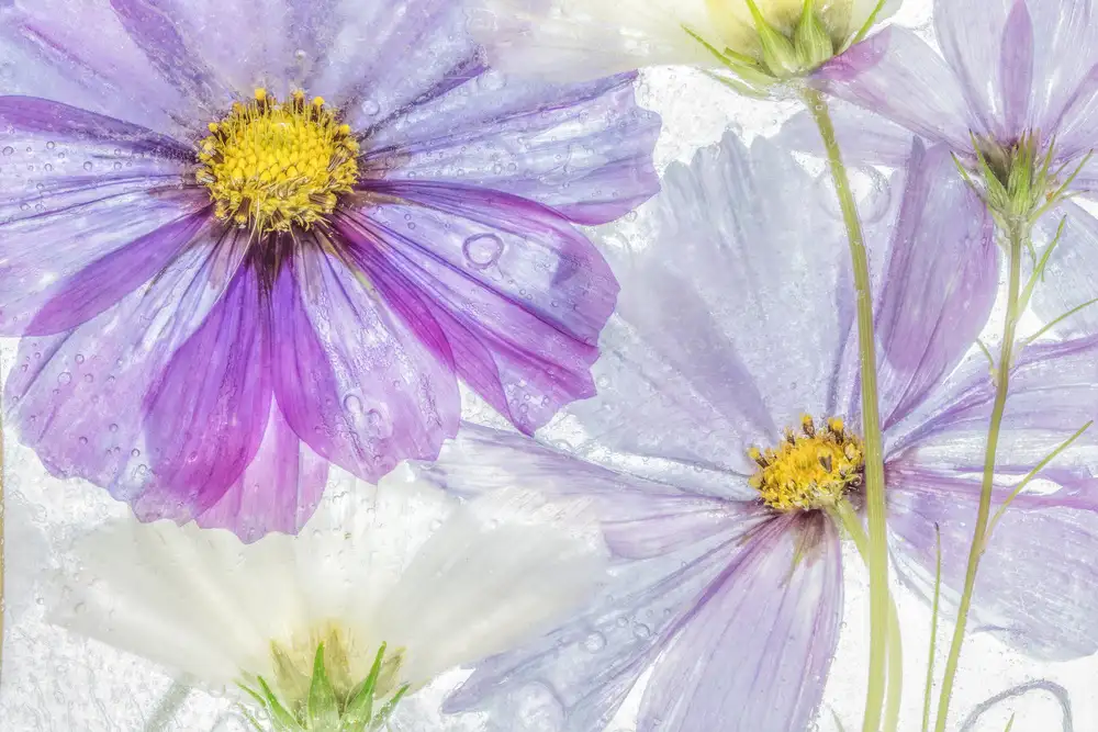 Disher, Mandy: Cosmos cool
