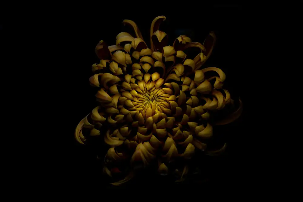 Grønkjær, Lotte: Chrysanthemum