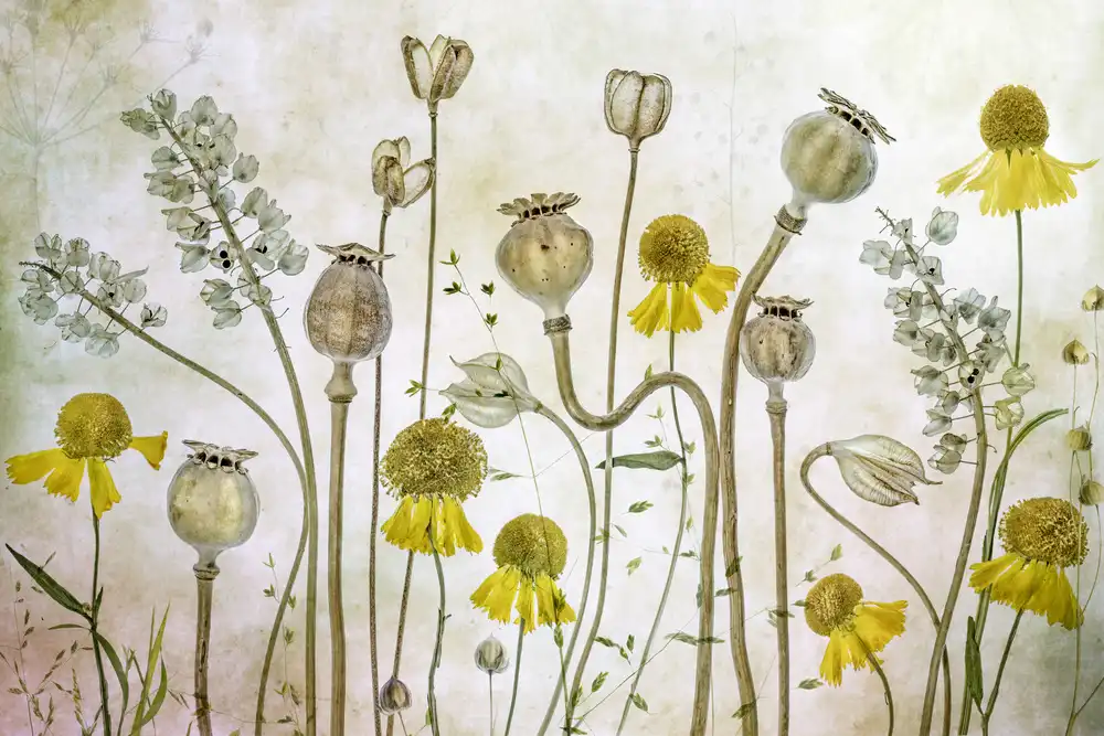 Disher, Mandy: Poppies and Helenium