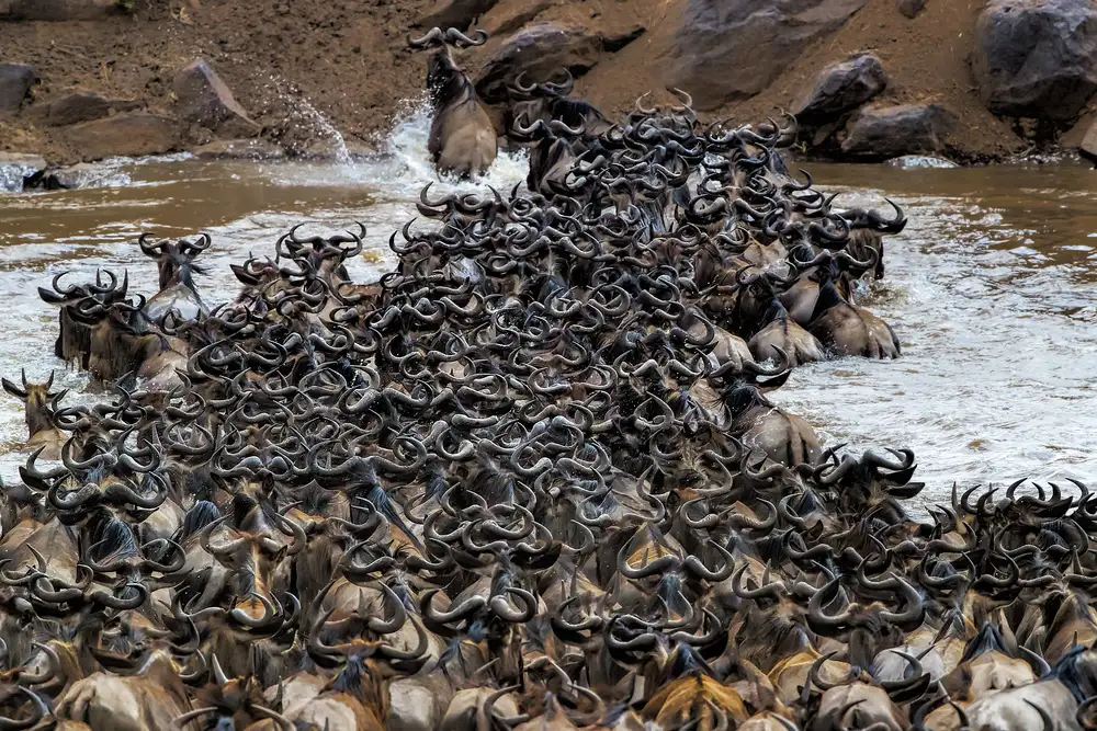Zuo, Jun: Gli gnu attraversano il fiume