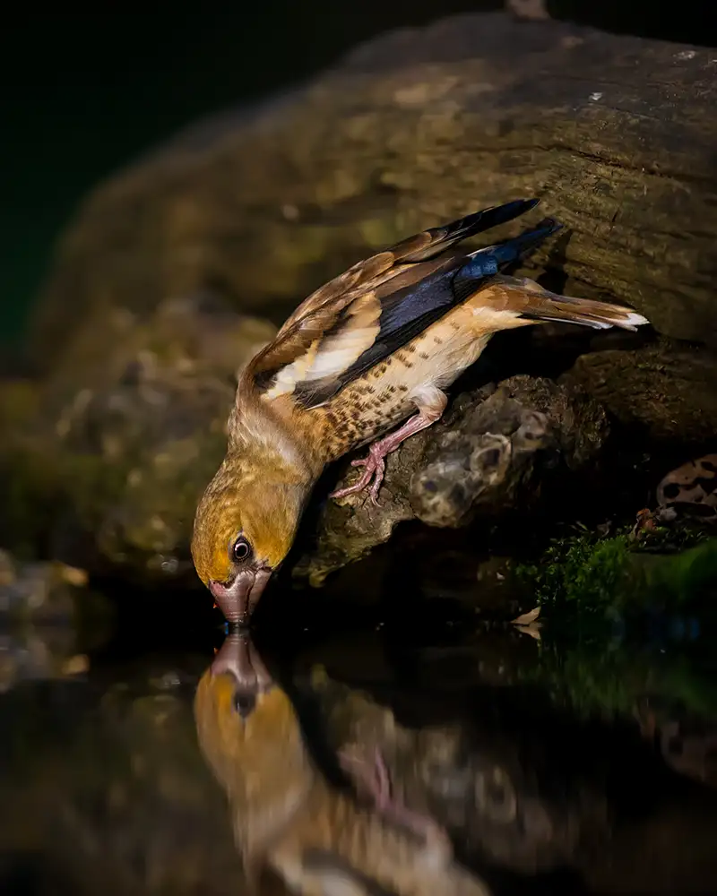 Feng, Young: Hawfinch Drinking