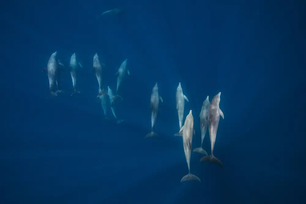 Gabriel, Barathieu: Groupe de dauphins