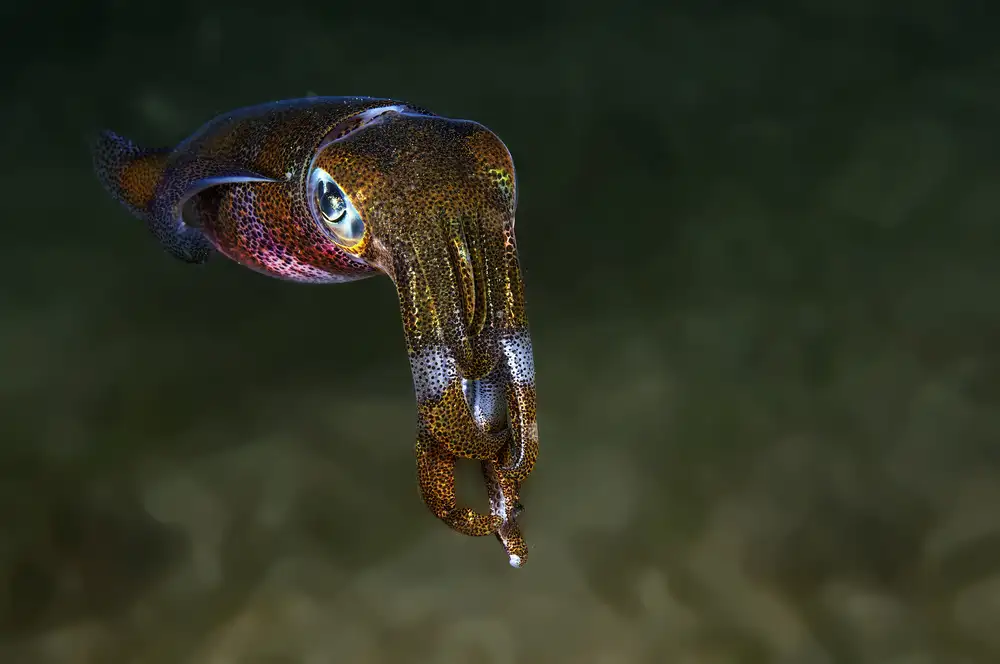 Tov, Ben Ilan: Squid