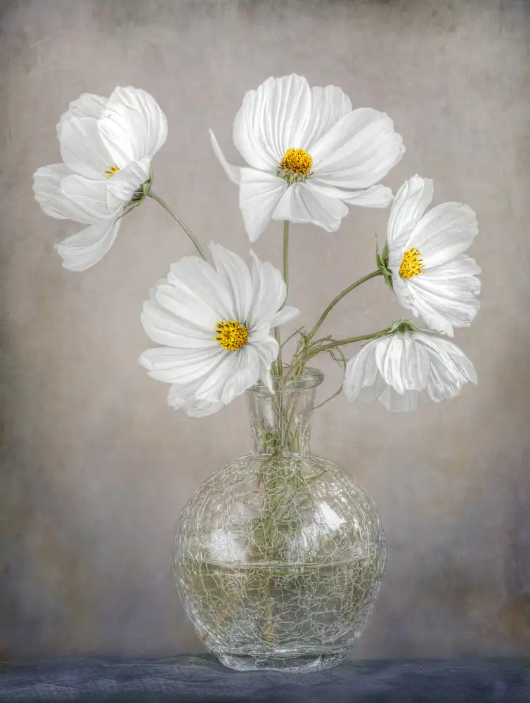 Disher, Mandy: Simplement Cosmos