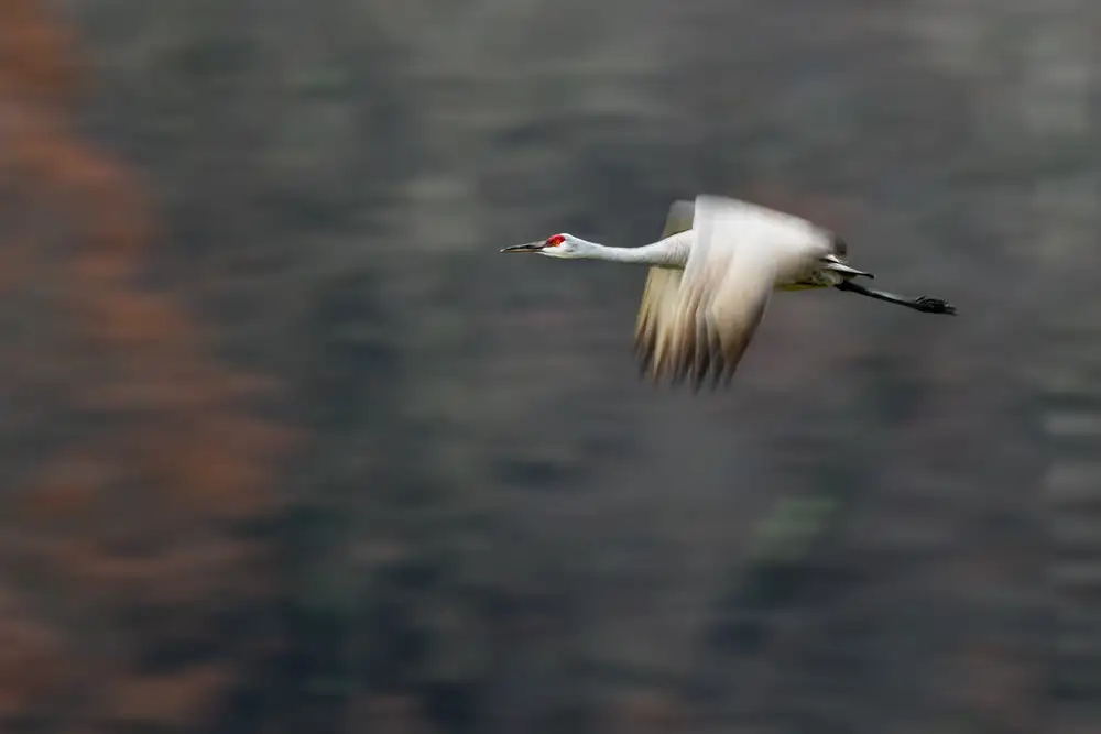 Feng, Young: Sandhill Crane Flying