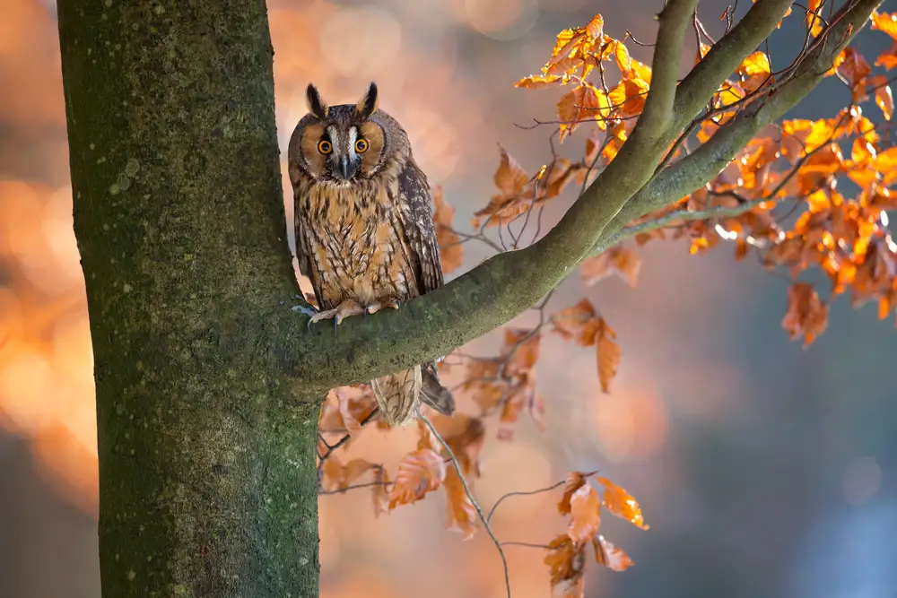 Zygmunt, Milan: Long-Eared Owl