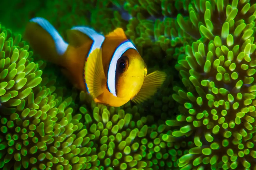 Gabriel, Barathieu: Poisson-clown jaune sur anémone verte