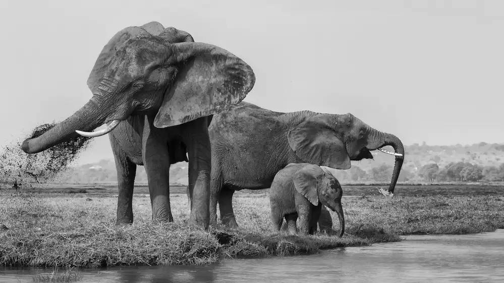 Chang, Phillip: The family of elephants