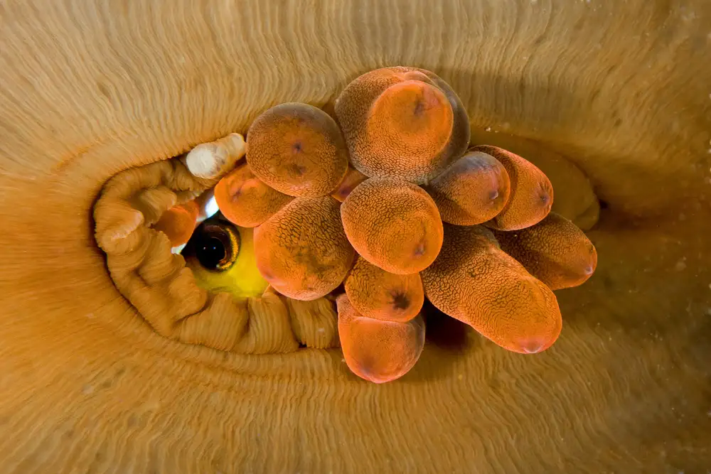 Tov, Ben Ilan: Oko Anemone