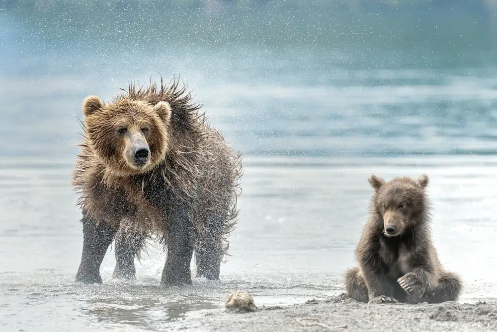 DAmico, Giuseppe: Shaking - Kamchatka, Russia