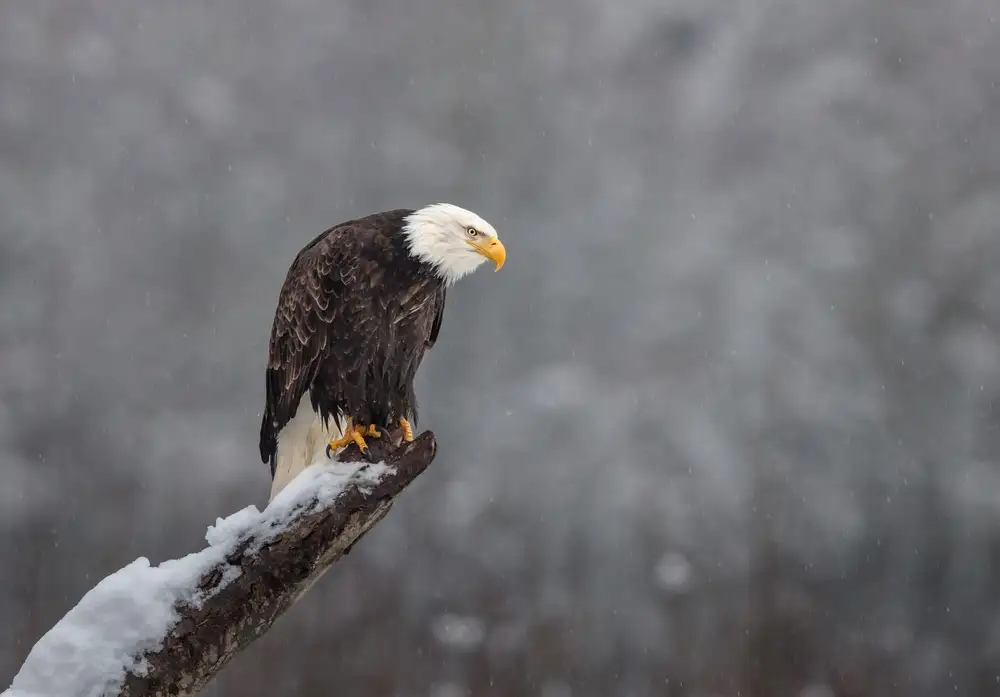 Barsh, Greg: Neige sur le Skagit