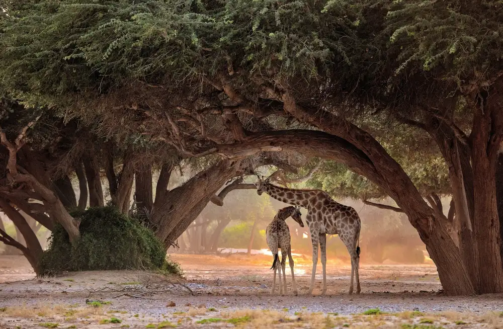 DAmico, Giuseppe: Giraffe - Namibia