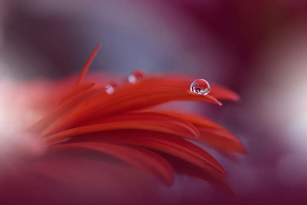 Nan, Juliana: Passion rouge...